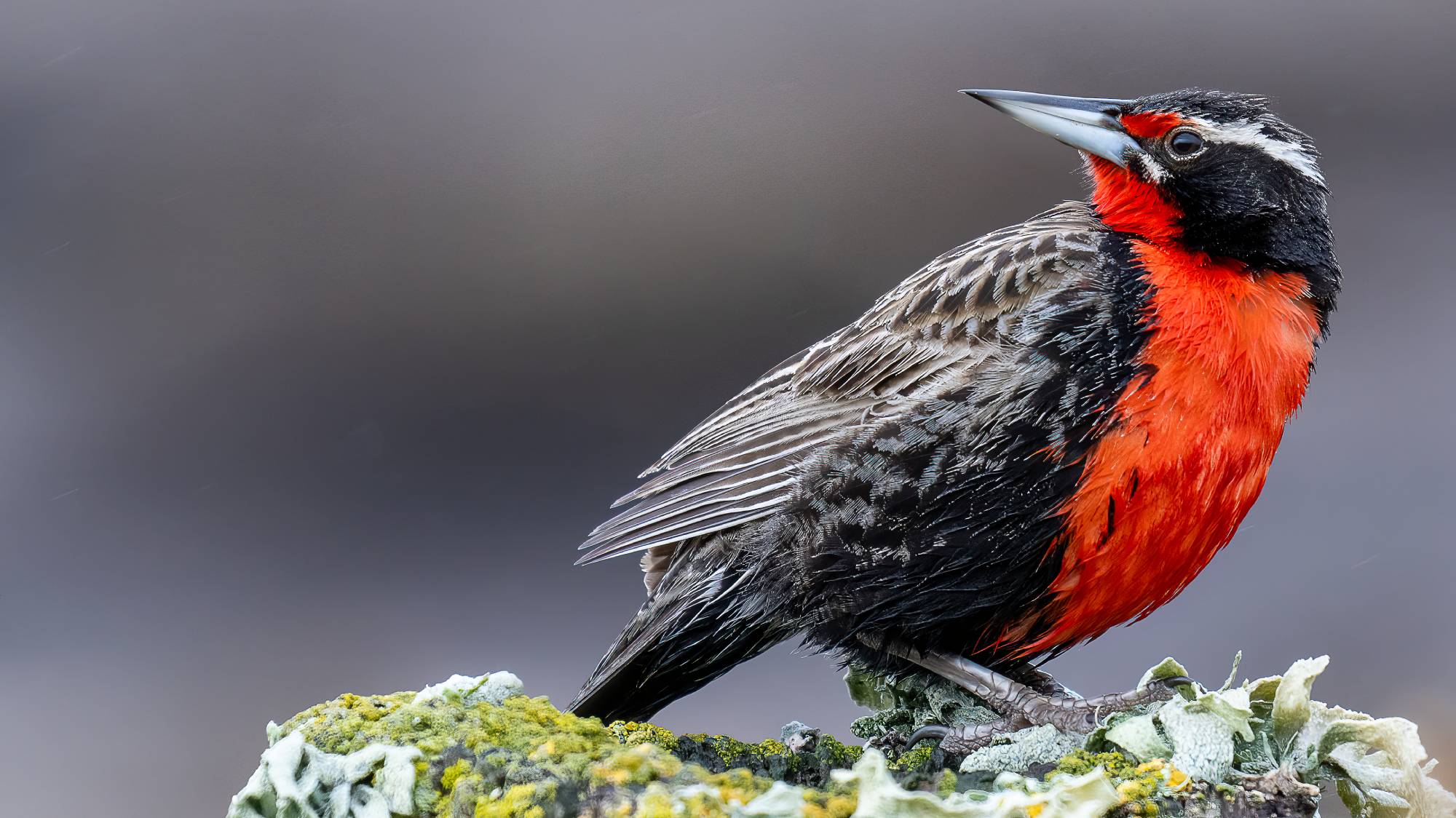 Langschwanzwiesenstärling mit roter Brust auf einem Felsen, aufgenommen auf New Island, Falklandinseln.