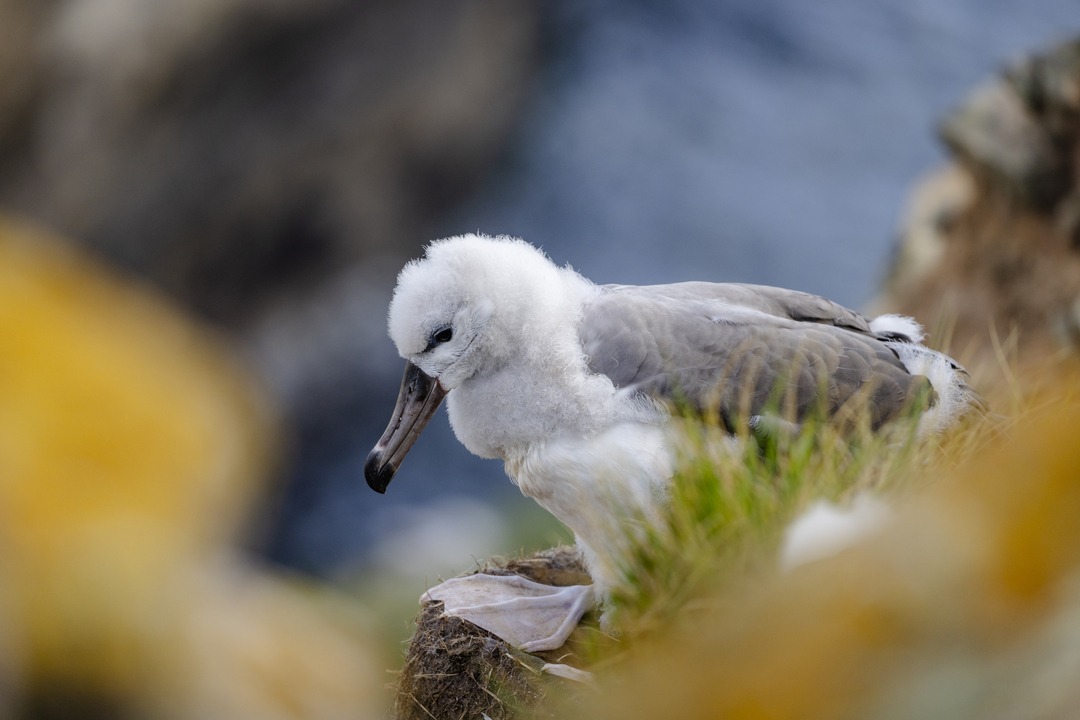 Ein Albatros-Küken sitzt in einem Nest auf einer Klippe der West Point Island, Falklandinseln, umgeben von Gras und Felsen.