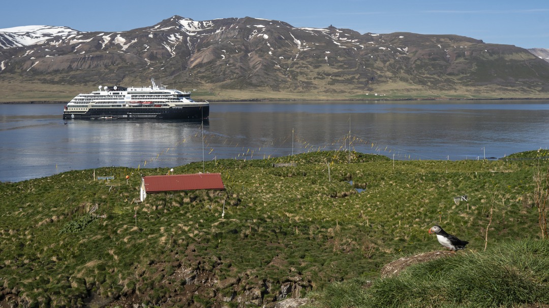Blick auf die MS Fridtjof Nansen vor Anker in der Bucht von Bakkagerði, Island, mit grüner Wiese, einem kleinen roten Gebäude und einem Papageitaucher im Vordergrund.